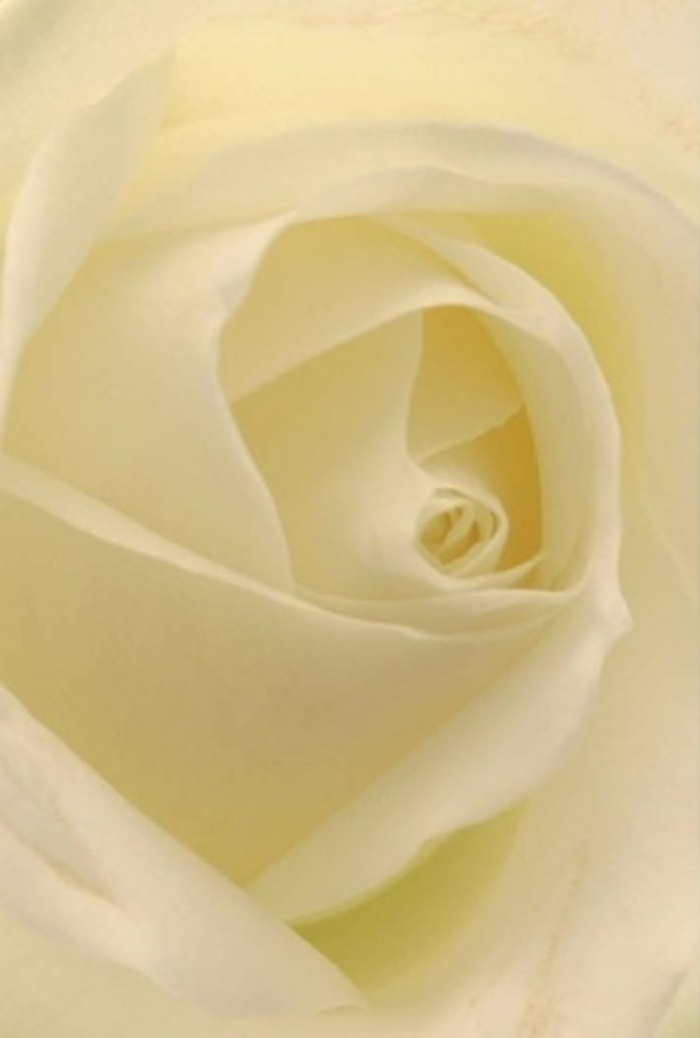 As you focus on this luminous white rose, each petal appears to float in a gentle dance of softness and light. The arrangement is classic-layered in serene gradients of cream and ivory, the gentle diffusion of sunlight yielding the impression of a bloom lit from within. Its calm elegance evokes the peaceful ambiance of Woodford, perhaps recalling reflections by Epping Forest or strolls past charming cottages. The rose's tightly spiraled centre alludes to purity and quiet resilience, hints of its unspoken fragrance drifting like a promise. Every detail, from the poised curl of the outer petals to the near-invisible veins running through the inner whorls, reflects a masterful balance of nature's artistry and the experienced touch of a Woodford florist. This rose, often chosen for weddings, heartfelt apologies, or as a refined focal point, radiates timeless sophistication. In every hue and shadow, it carries a gentle narrative-one of sincerity, grace, and the enduring beauty that is cherished across our community.