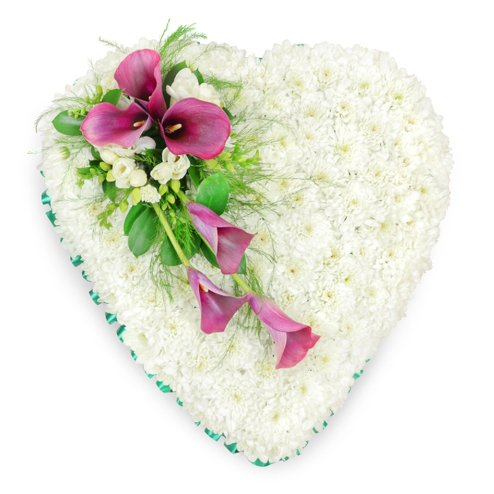 In this detailed top-down view, a large heart-shaped floral tribute for a funeral or memorial service is carefully arranged so that every element feels balanced and intentional. The heart's entire surface is packed with pristine white spray chrysanthemums, each compact flower head nestled closely to its neighbour, creating a thick, cushion-like texture that appears soft to the touch while remaining perfectly uniform. These small blooms form a calm, unbroken field of white, evoking purity, stillness, and a sense of gentle farewell. Around the outside edge, a rich emerald green satin ribbon has been meticulously folded and pinned, tracing the heart's curves with a smooth, consistent border that adds structure and a refined finish to the design. Cutting diagonally across the upper left and flowing towards the lower centre, a graceful spray of deep magenta and fuchsia calla lilies takes centre stage. At the top of this spray, two or three calla lilies stand a little more upright, their elegant, funnel-shaped spathes wide open to reveal dark, almost black centres. As the line of flowers descends, further calla blooms become slightly more elongated and downward-facing, their curved petals giving a sense of movement, like a gentle ribbon of colour resting on snow. Among them, clusters of small, white freesias or similarly delicate blossoms scatter pockets of softness and add a hint of fragrance you can almost imagine. Rich green foliage, from broader shiny leaves to fine, feathery fern fronds, frames and supports the spray, introducing depth and contrast. This is the sort of lovingly crafted heart that families in Woodford might select to be delivered to a local chapel of rest or church, a sincere expression of sympathy, remembrance, and enduring love.