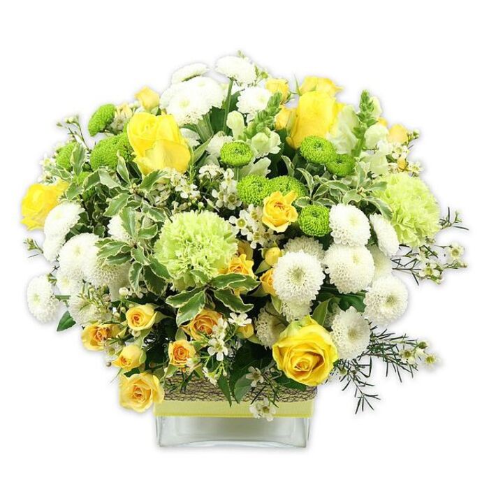 A stylish, low rectangular glass vase holds a lavish, dome-shaped bouquet that bursts with sunny yellow, crisp white, and vibrant green, captured in sharp detail against a pure white studio backdrop. At the forefront of the design, plush yellow roses open into layered spirals, their velvety petals catching the light and creating a sense of welcoming warmth. Tucked around them are delicate clusters of yellow spray roses, each tiny bloom adding rhythm and depth, like scattered sunshine along a Woodford High Road shopfront. White button or pompom chrysanthemums, densely petaled and perfectly spherical, appear throughout the arrangement, lending structure and a soft, rounded silhouette. Between them, bright green button chrysanthemums provide a lively contrast, their compact, button-like centres giving a cheerful, contemporary feel. Larger, ruffled lime-green flowers-resembling textured carnations or speciality green mums-add another layer of softness, giving the bouquet a luxuriously full appearance without feeling heavy. The entire display is threaded with fresh greenery: lush, dark leaves, airy filler foliage, and striking variegated leaves edged in pale cream, which echo the white blooms and subtly frame the composition. Tiny white filler flowers, possibly waxflower or gypsophila, peek through the main blossoms, bringing a sense of lightness and gentle movement. Around the midsection of the vase, a rustic band of natural fibre or woven bark is carefully wrapped, then accented with a pale yellow or lime ribbon, adding a handcrafted, earthy touch that recalls local markets near Woodford tube. The result is a joyful, uplifting arrangement that feels perfect for birthdays, housewarmings, or thank-you gifts delivered to homes and offices around Woodford, symbolising happiness, renewal, and thoughtful local floristry.